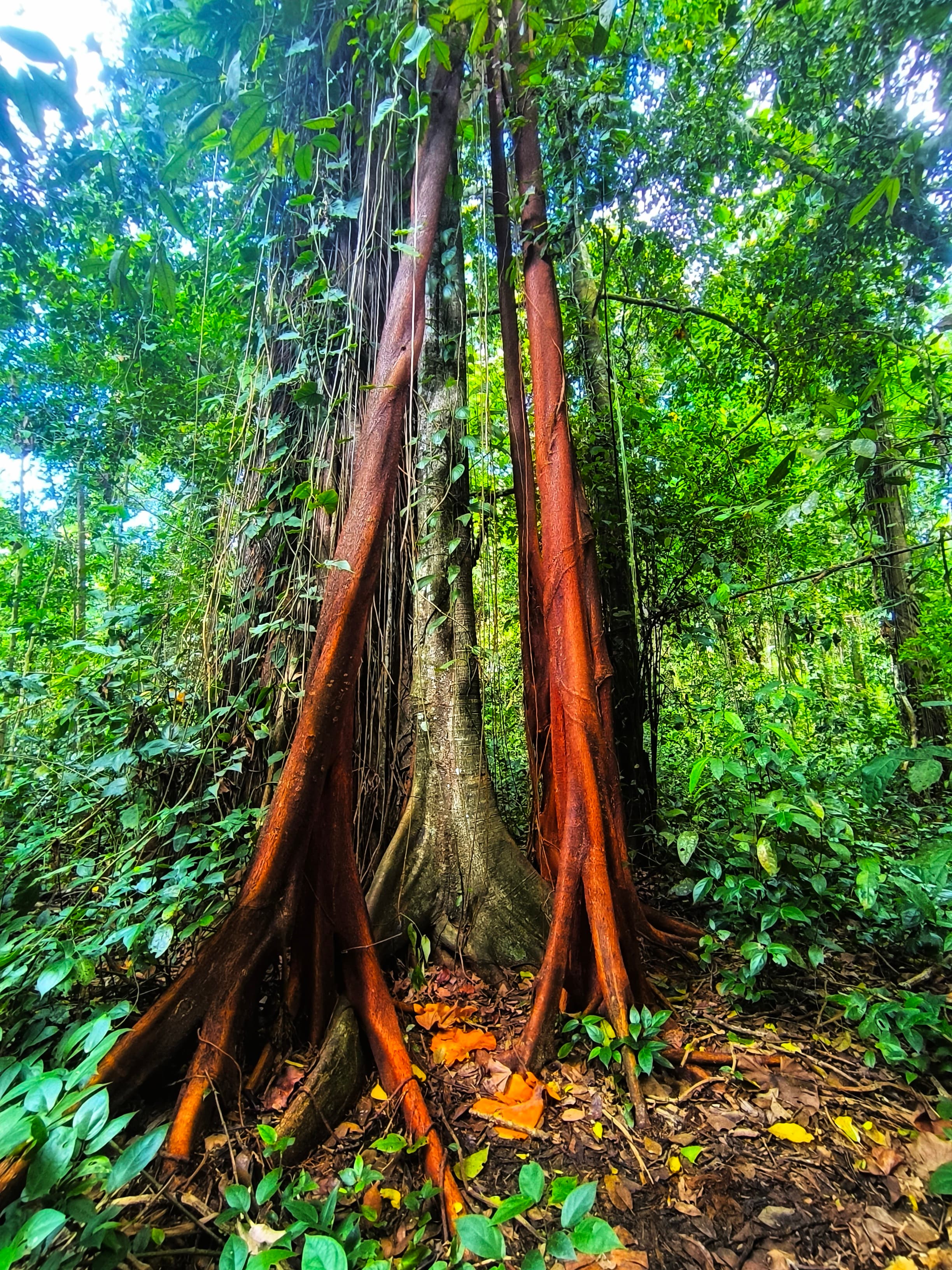 Costa Rica Tour 3