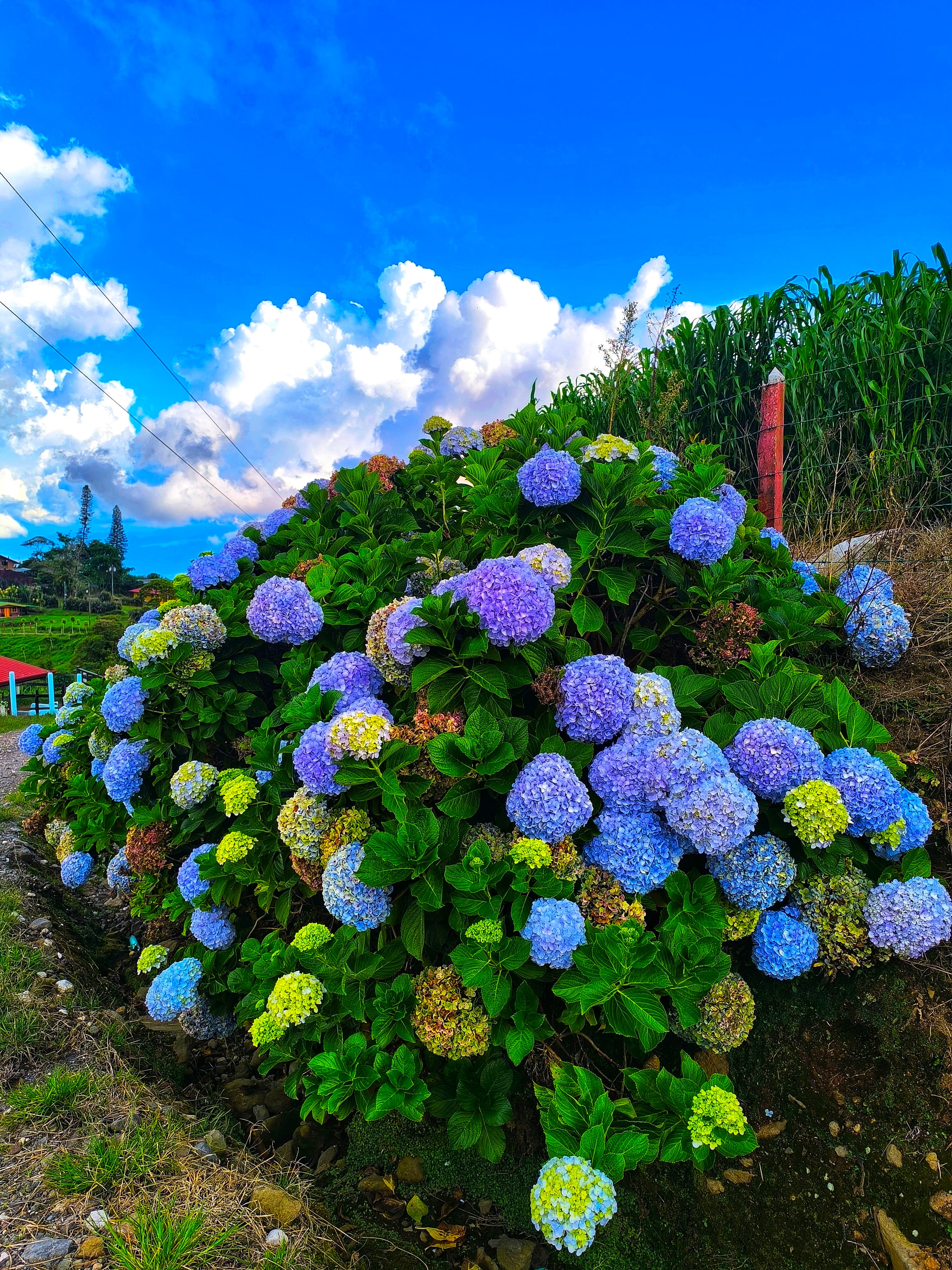 Costa Rica Tour 8