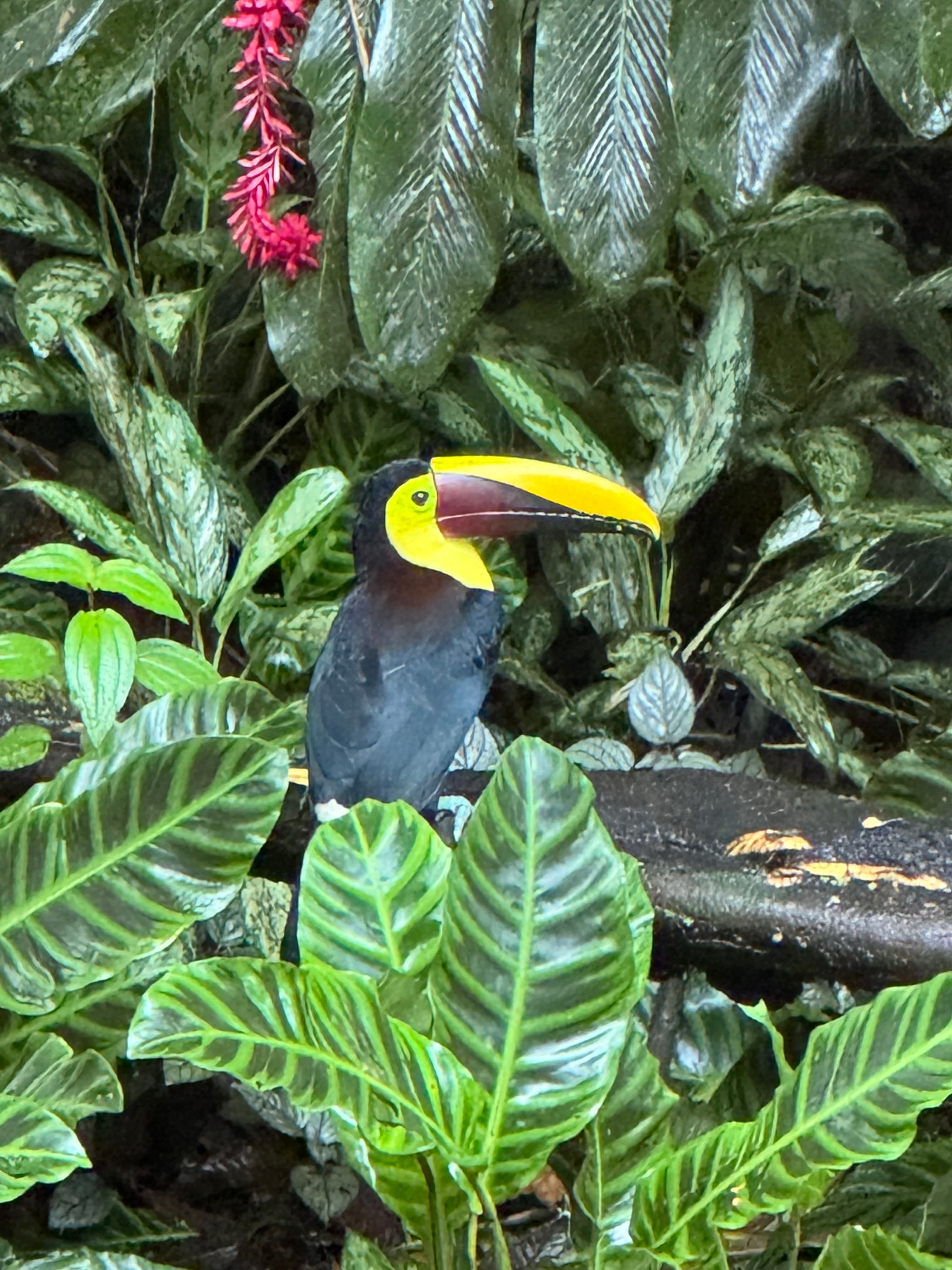 Costa Rica Tour 11
